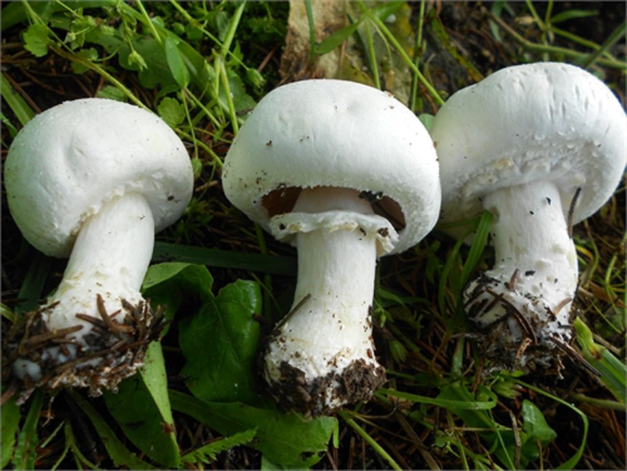 Agaricus bisporus - шампиньо́н двуспо́ровый