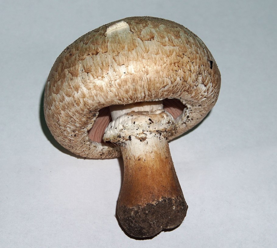 Шампиньоны переростки
