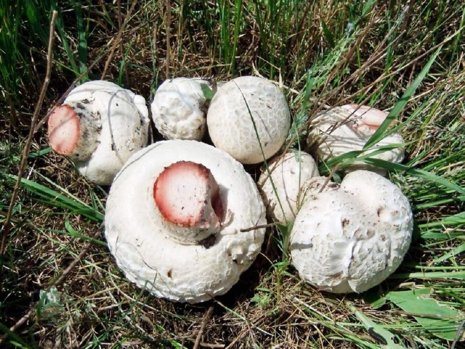 Шампиньоны цена Курган