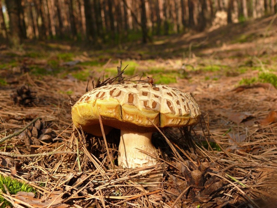 Белый гриб берёзовый (Boletus betulicolus)