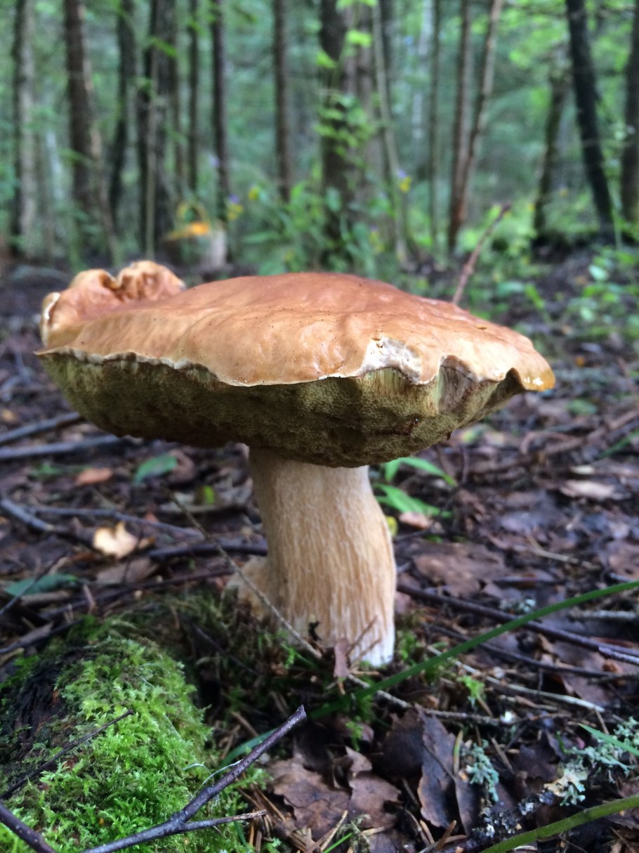 Золотистый белый гриб