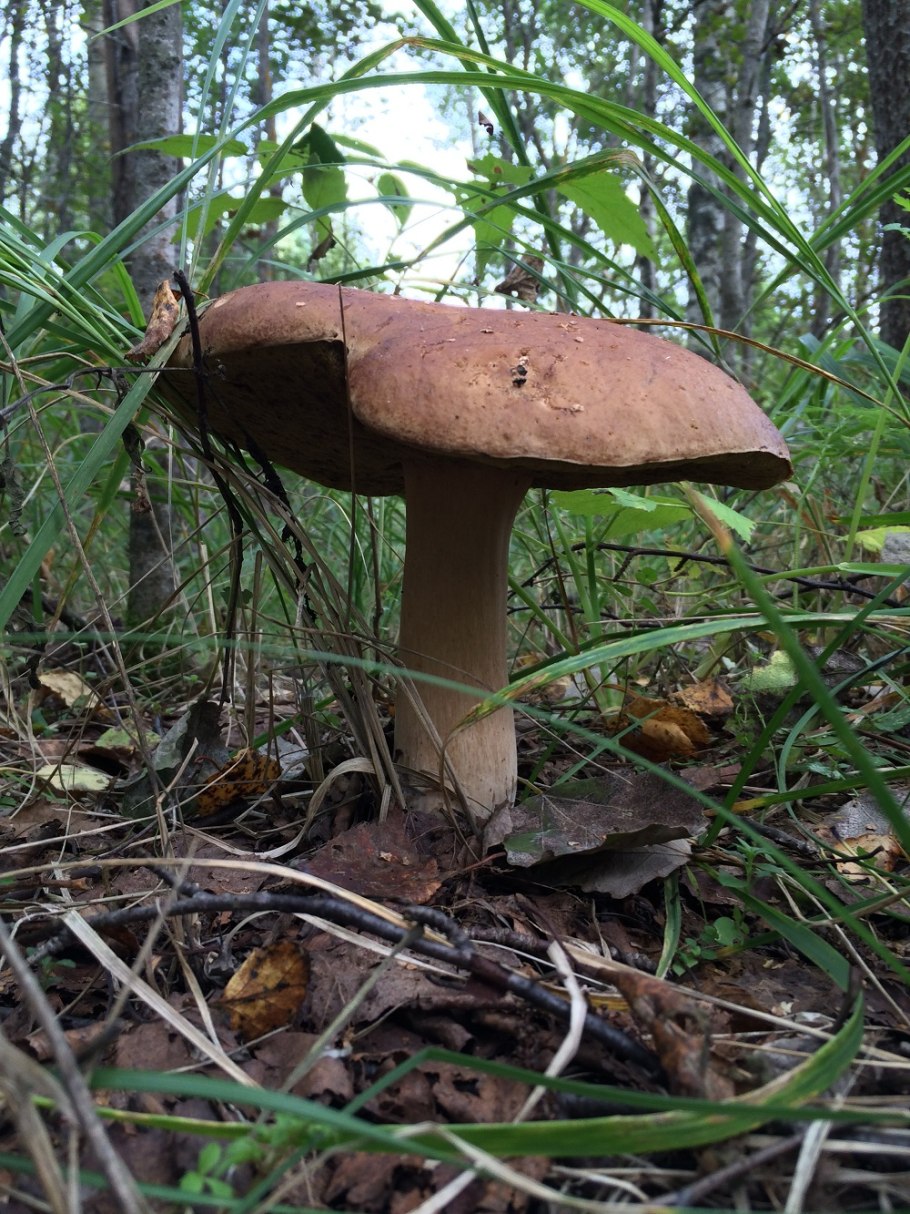 Боровик гриб старый