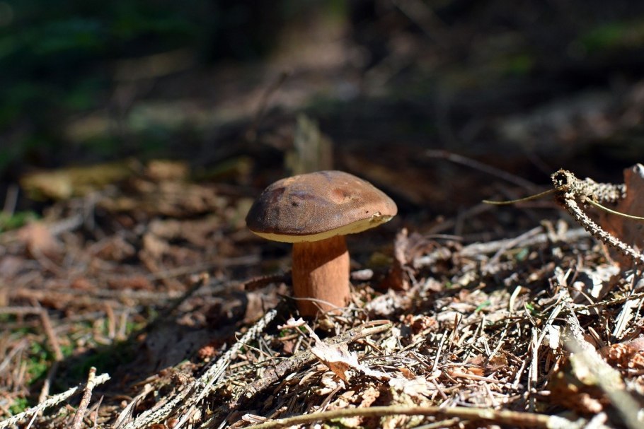 Дикие грибы