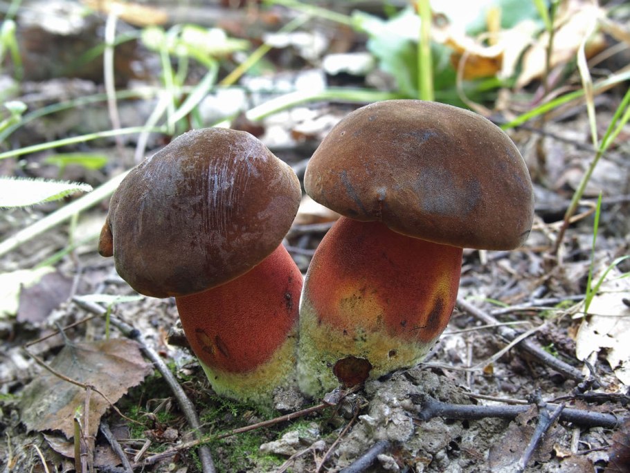 Поддубовик крапчатый