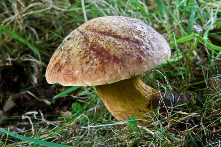 Боровик оливково-бурый