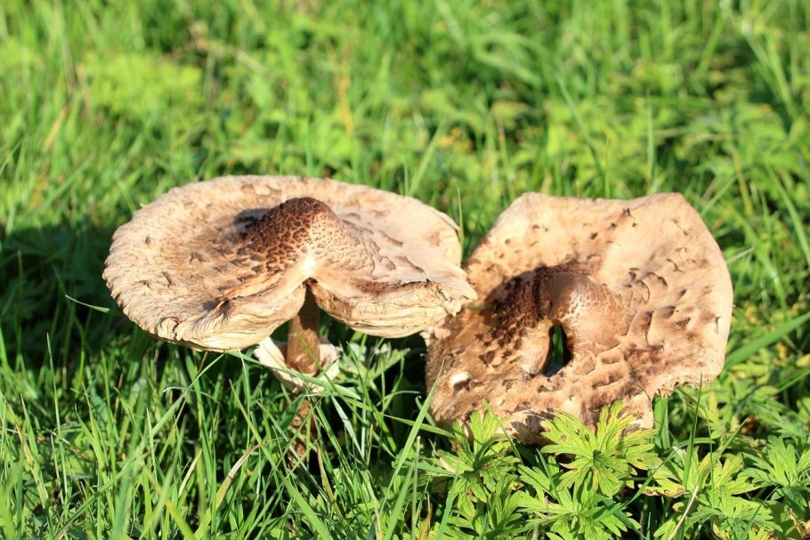 Зонтик пёстрый macrolepiota procera