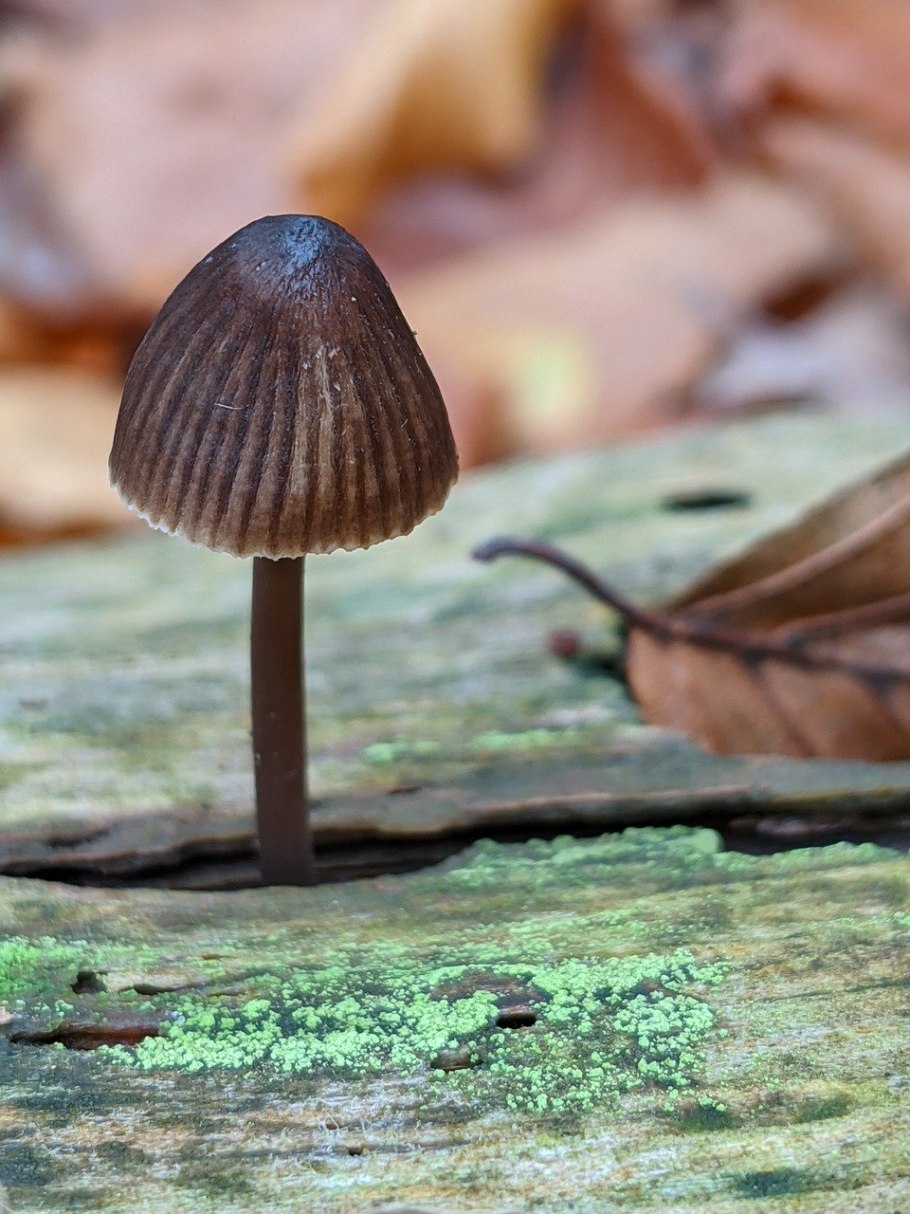 Гриб млечник обыкновенный