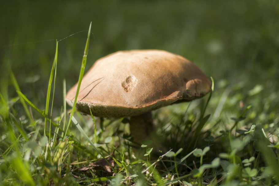 Млечник буро-желтый