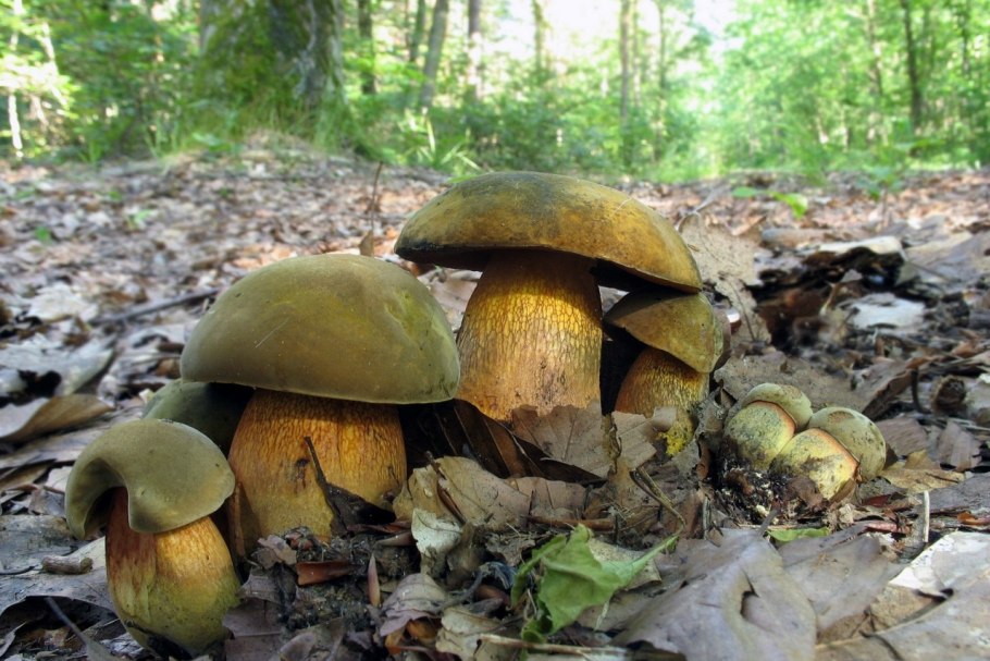 Гриб Дубовик оливково-бурый