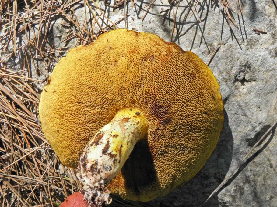 Suillus fuscotomentosus