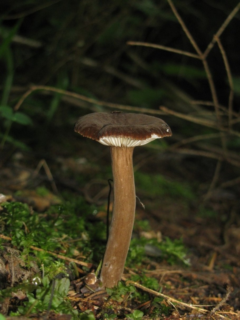 Млечник древесинный грибы