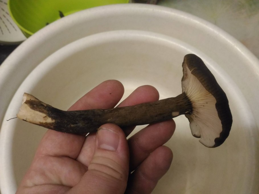 Lactarius badiosanguineus