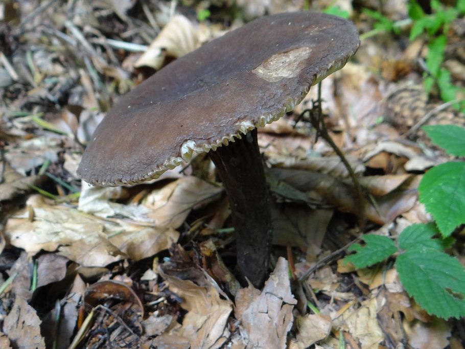 Млечник дубовый Lactarius Quietus