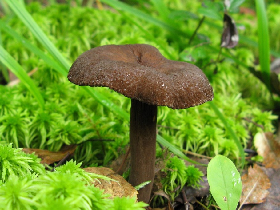 Млечник древесинный грибы