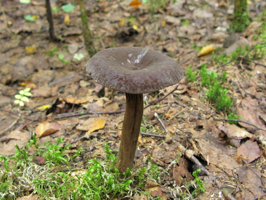 Груздь мавроголовый млечник древесинный