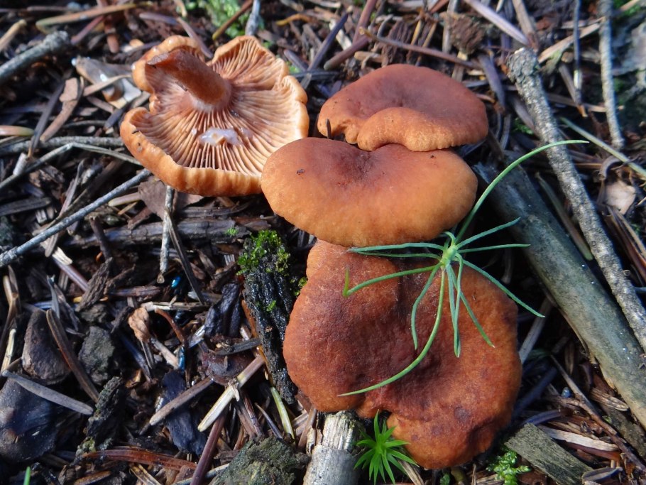 Lactarius lignyotus ООПТ