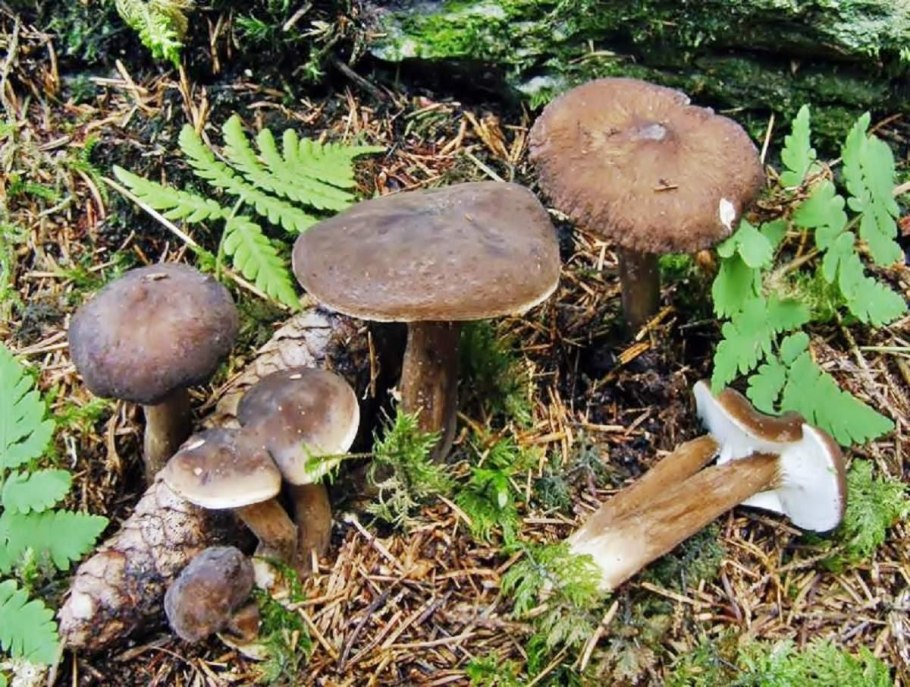 Млечник печёночный