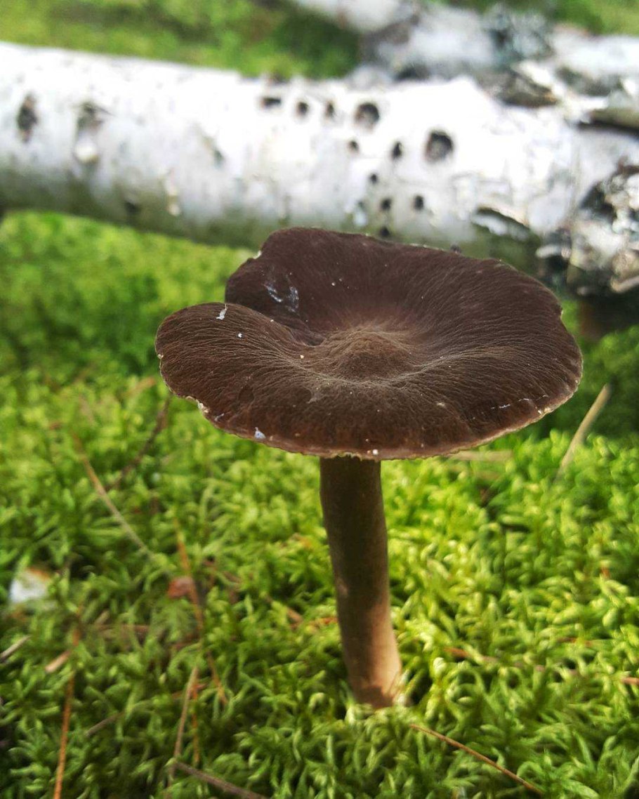 Груздь мавроголовый млечник древесинный