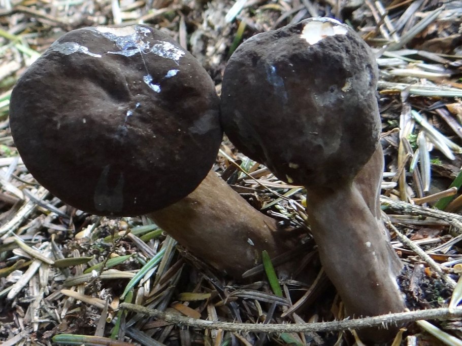 Гриб млечник бурый