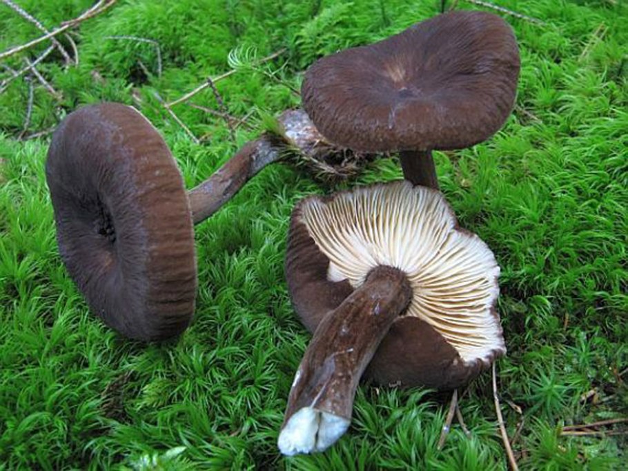 Млечник древесинный грибы