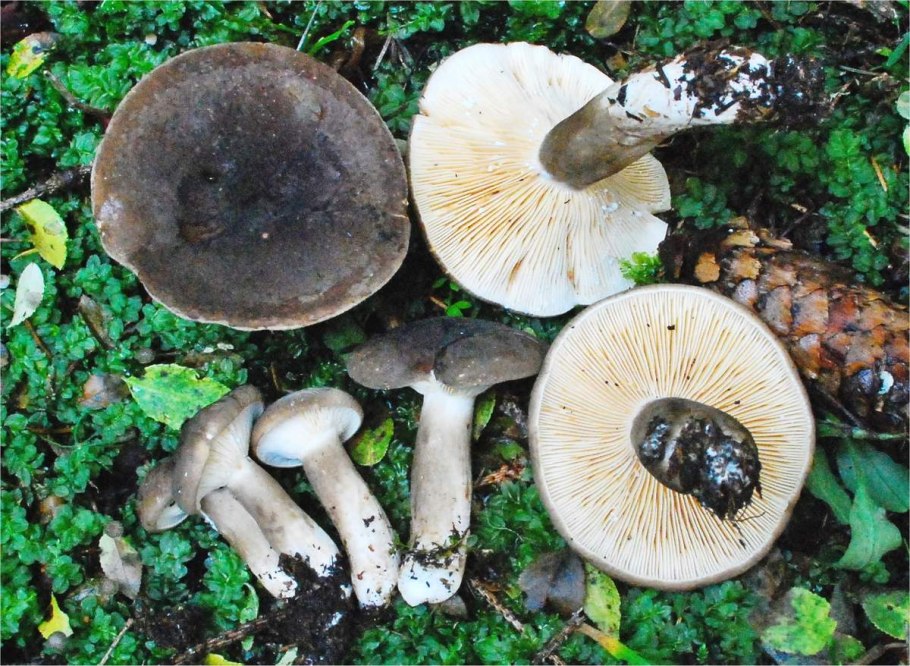 Как выглядит гриб выделяет молоко