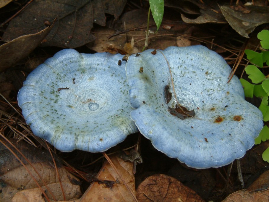 Lactarius Blennius
