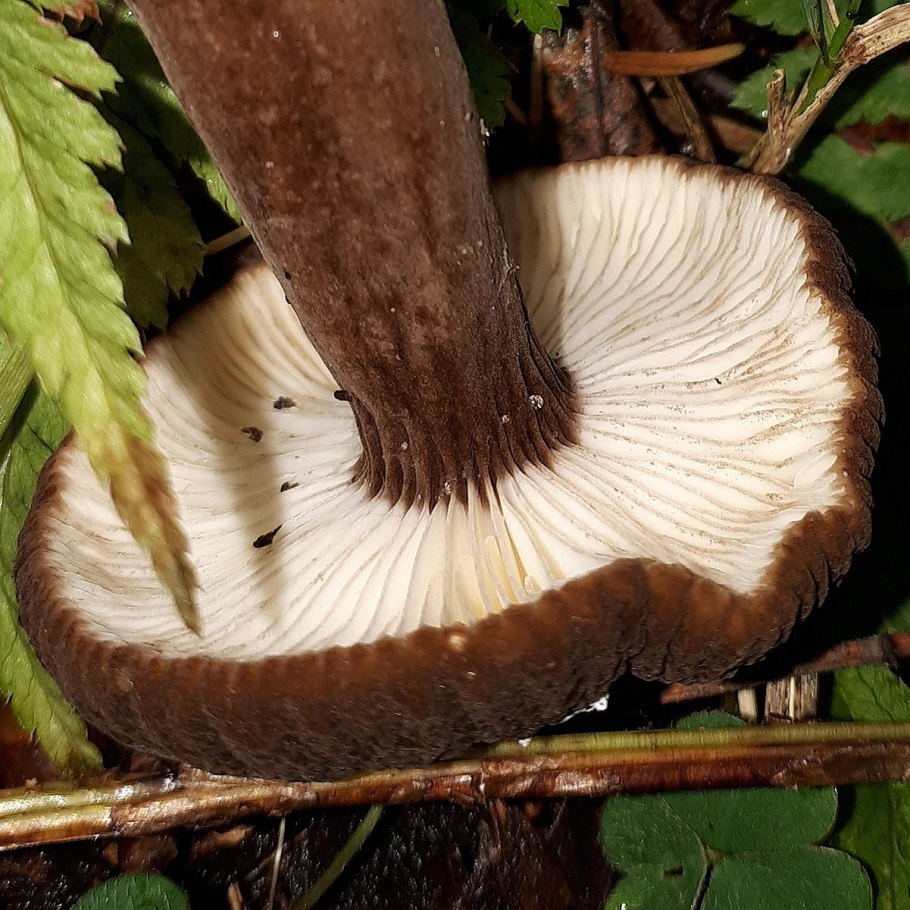 Млечник древесинный грибы