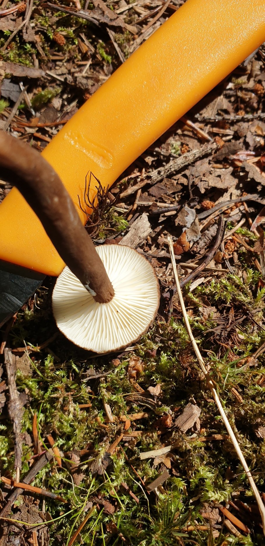 Млечник древесинный грибы