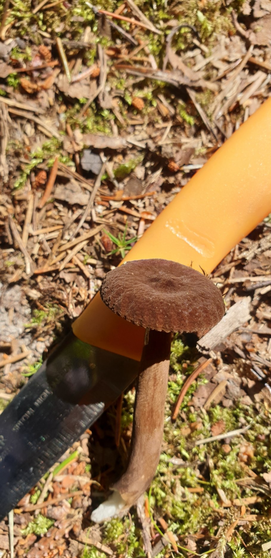 Гриб млечник обыкновенный