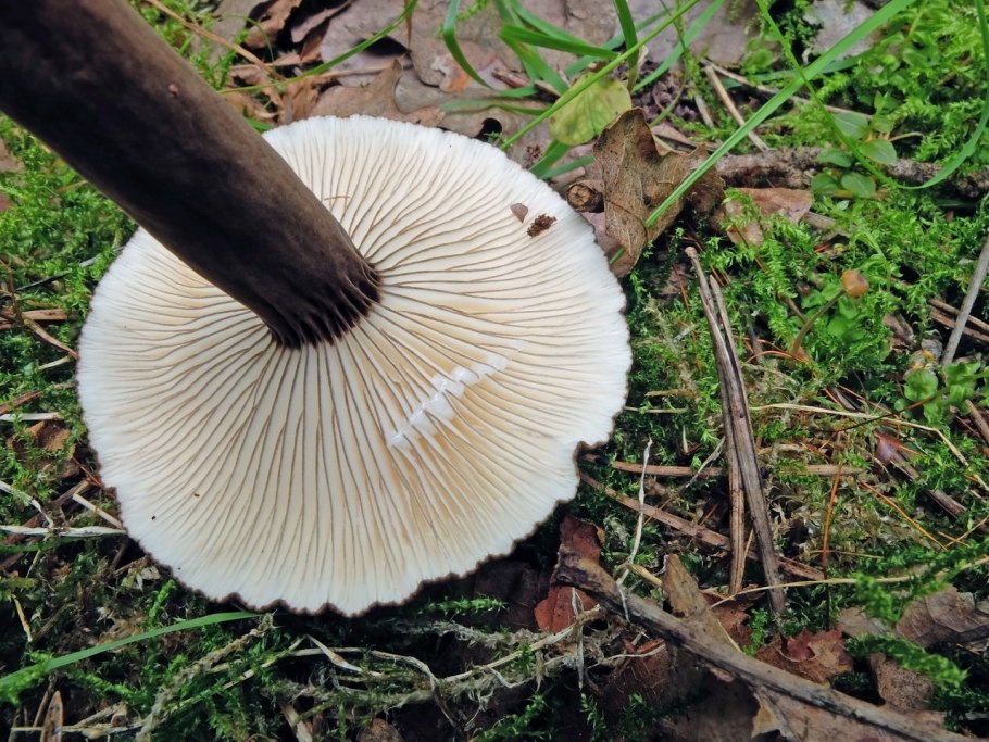 Грибы Башкирии с коричневыми пластинками