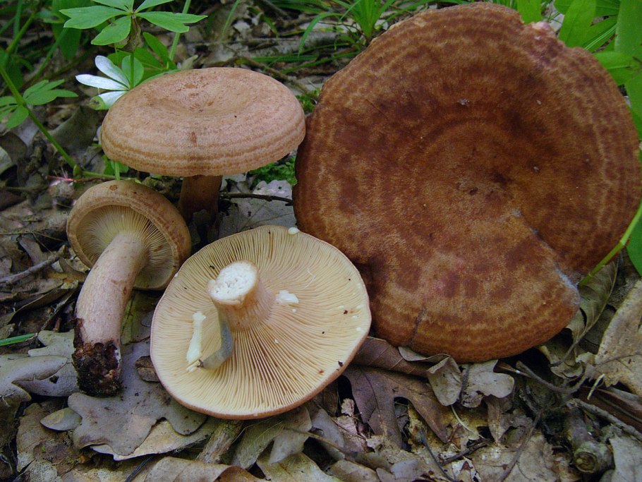 Млечник древесинный грибы