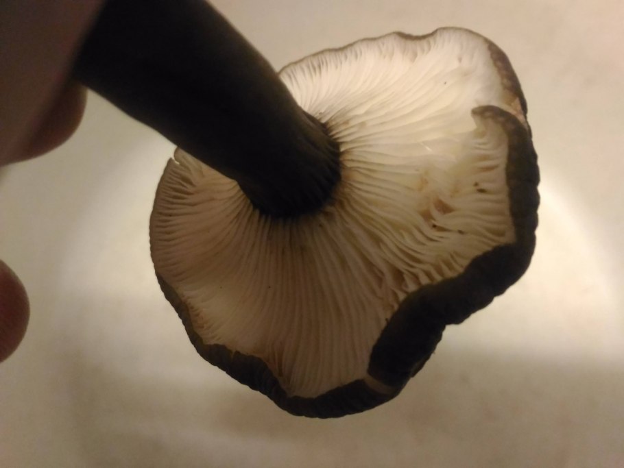 Lactarius fennoscandicus