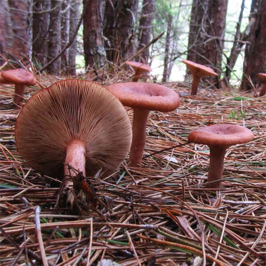 Lactarius camphoratus