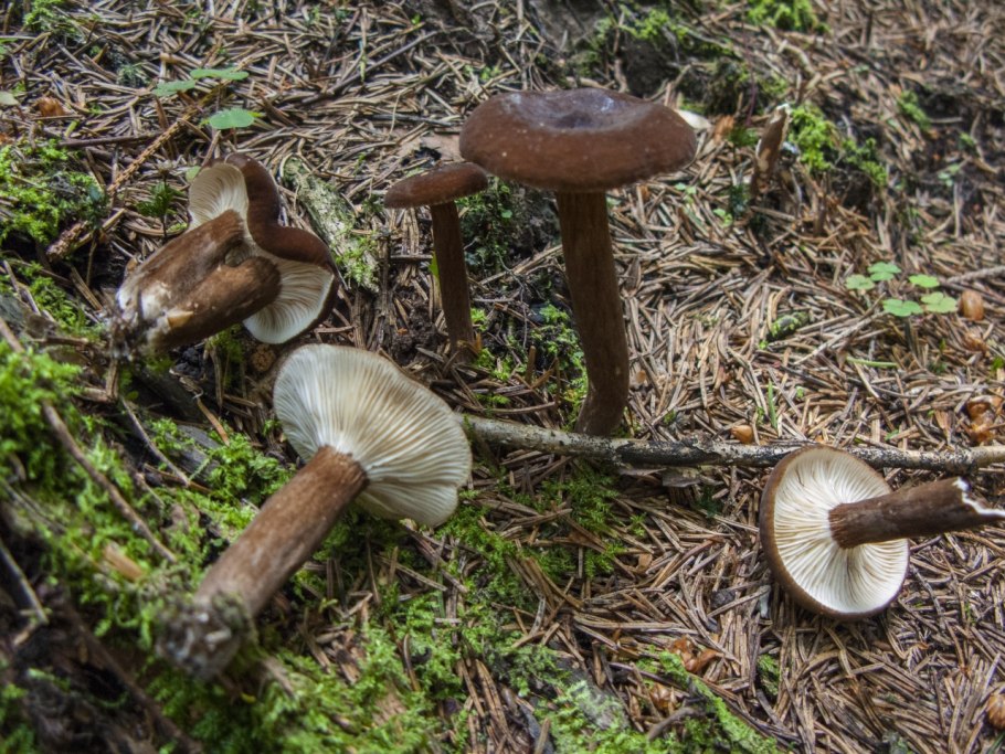 Млечник древесинный грибы