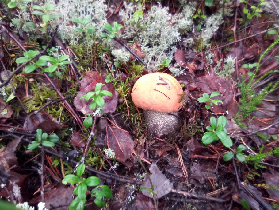 Грибы в Бору ежевик