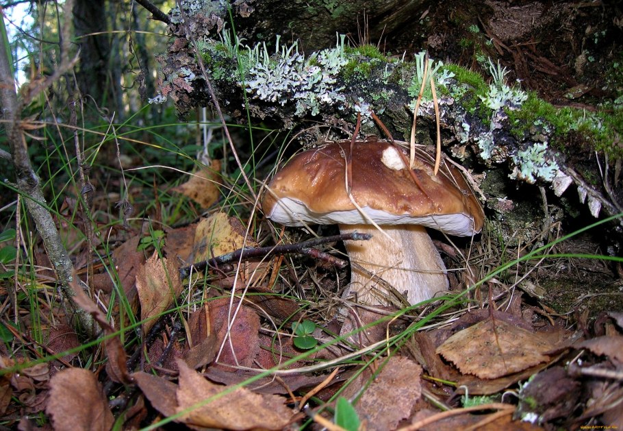 Боровик еловый