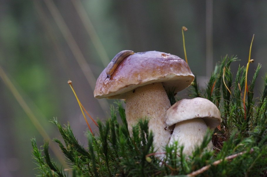 Мухомор и Боровик