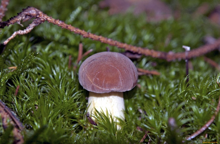 Канадский Боровик гриб