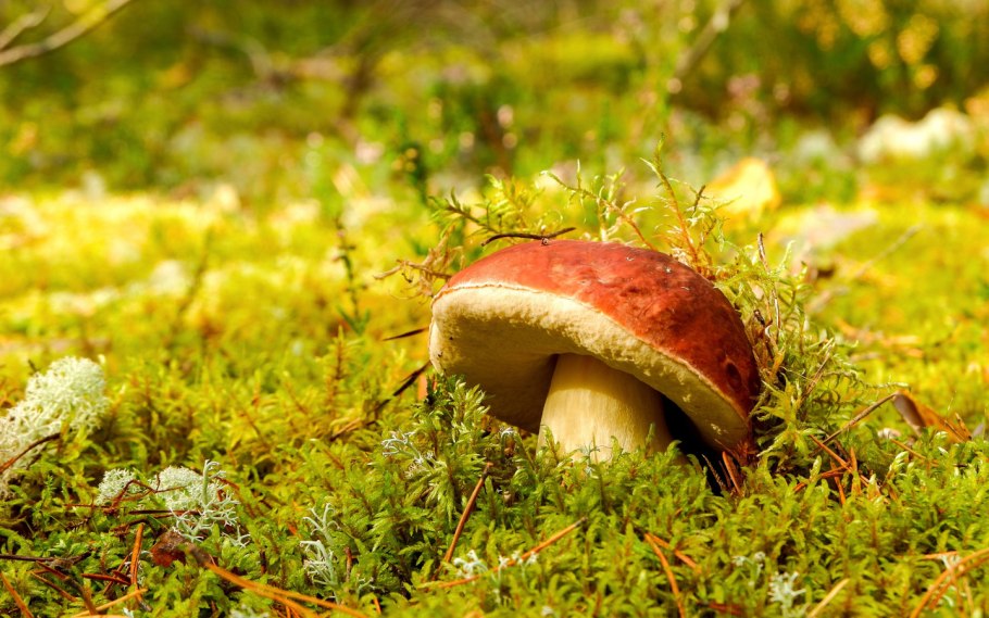 Белый пустынный гриб