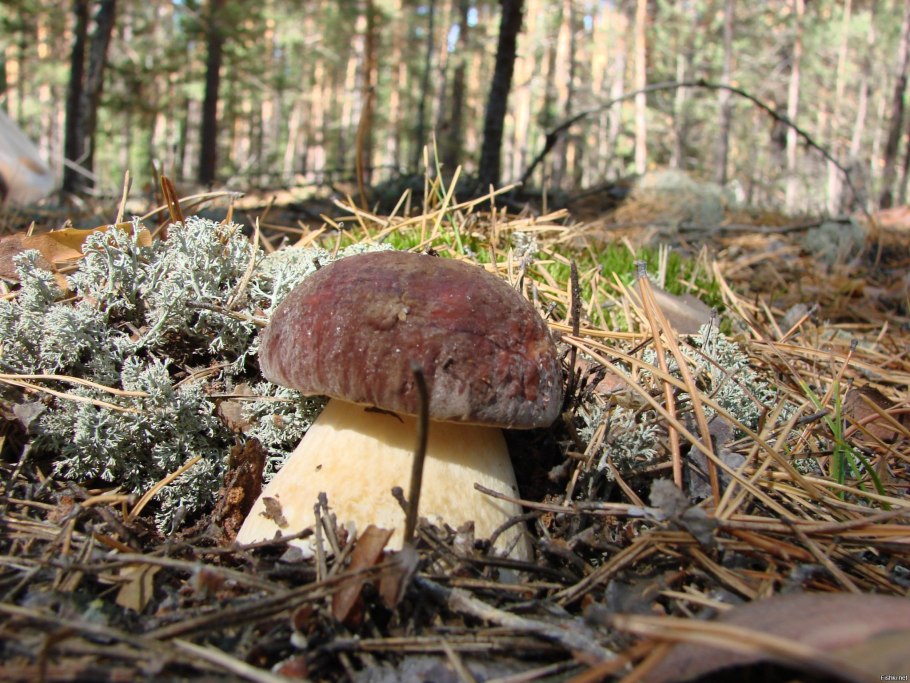 Грибы Ленинградская область грибы Сосновый Бор