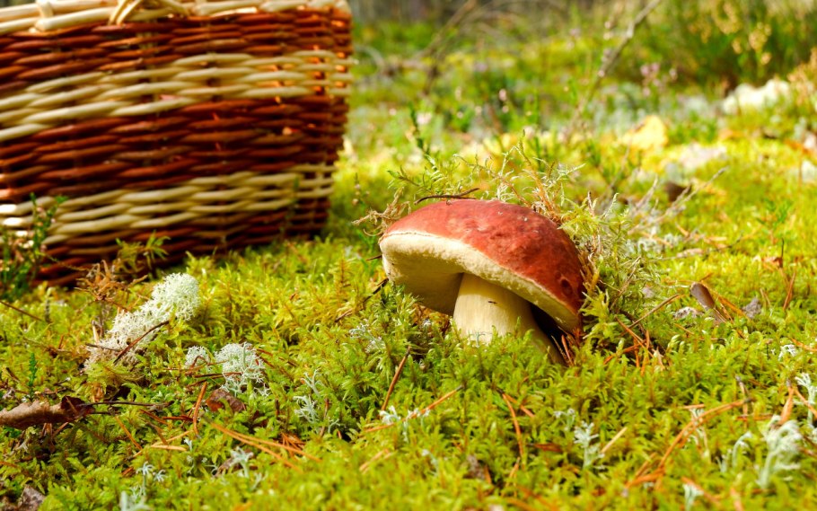 Белый гриб ХМАО