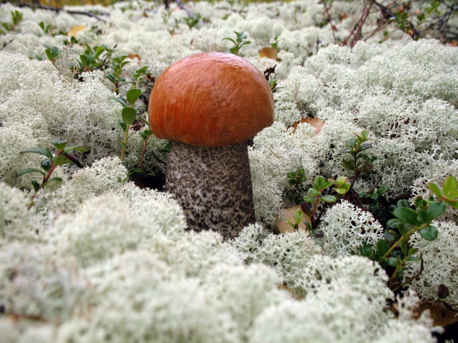 Боровик во мху