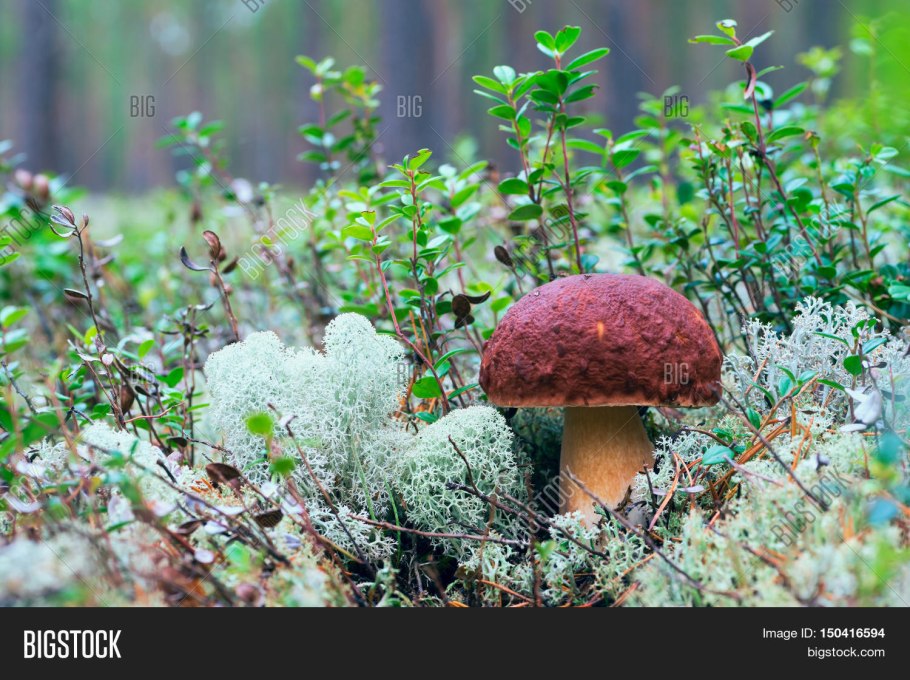 Да Боровик Боровик Боровик