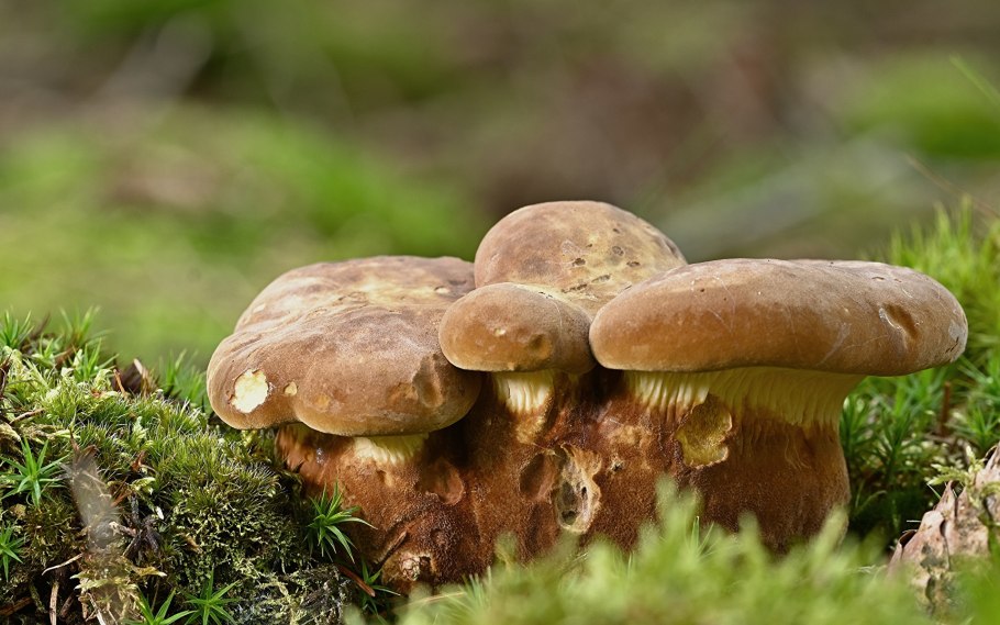 Фон рабочего стола природа монотонный