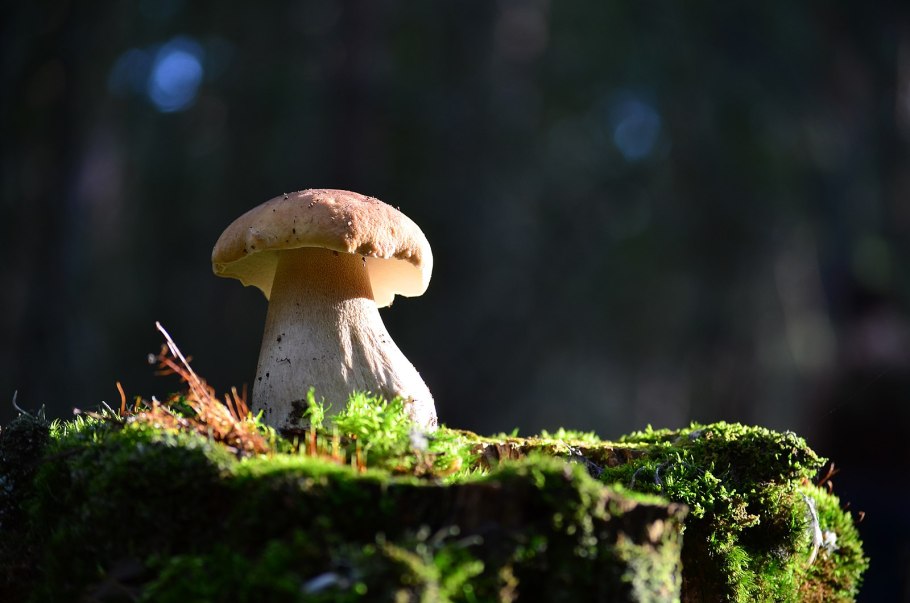 Гриб боровик