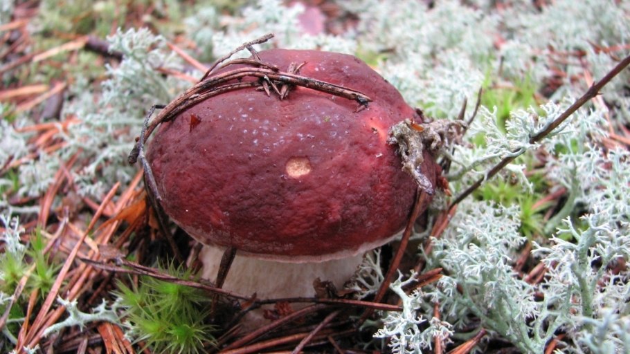 Боровик гриб в Сосновом Бору