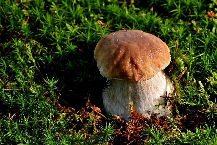 Боровик во мху