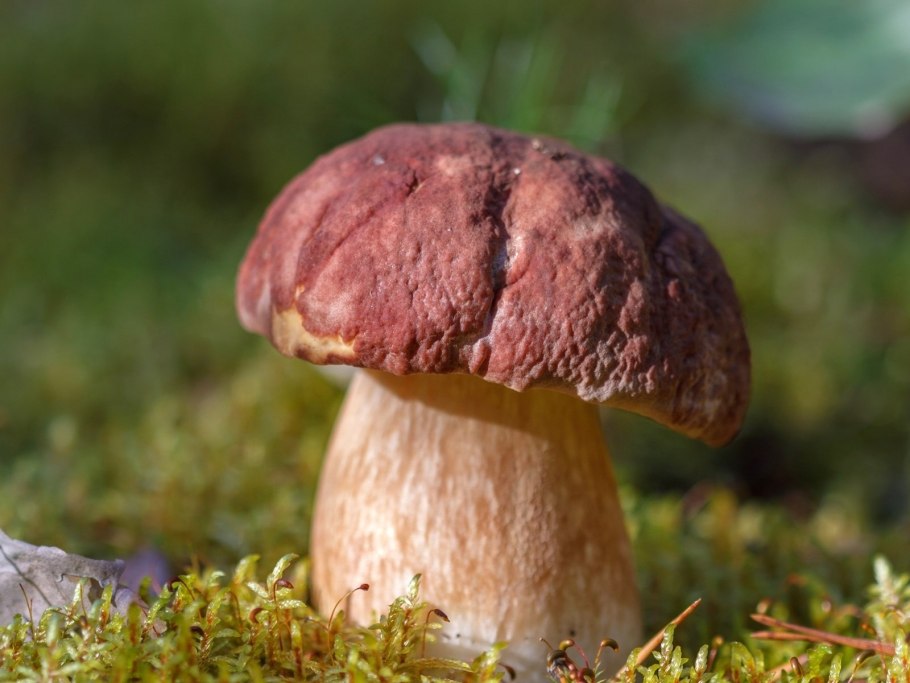 Белый Боровик гриб в сказочном лесу