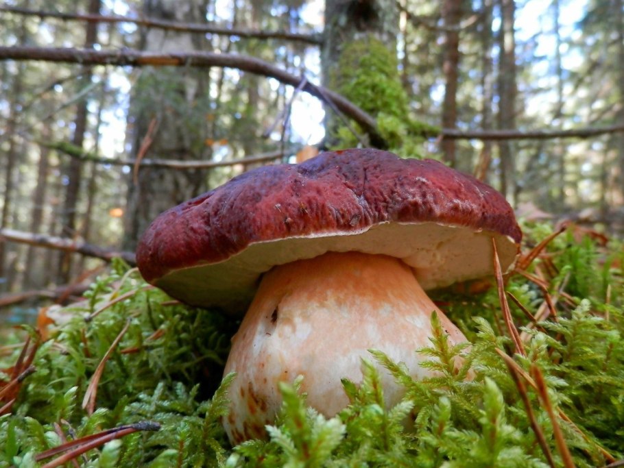 Большие грибы в лесу