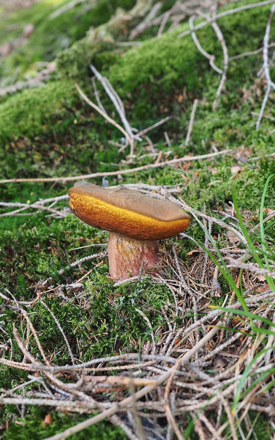 Боровик гриб съедобный